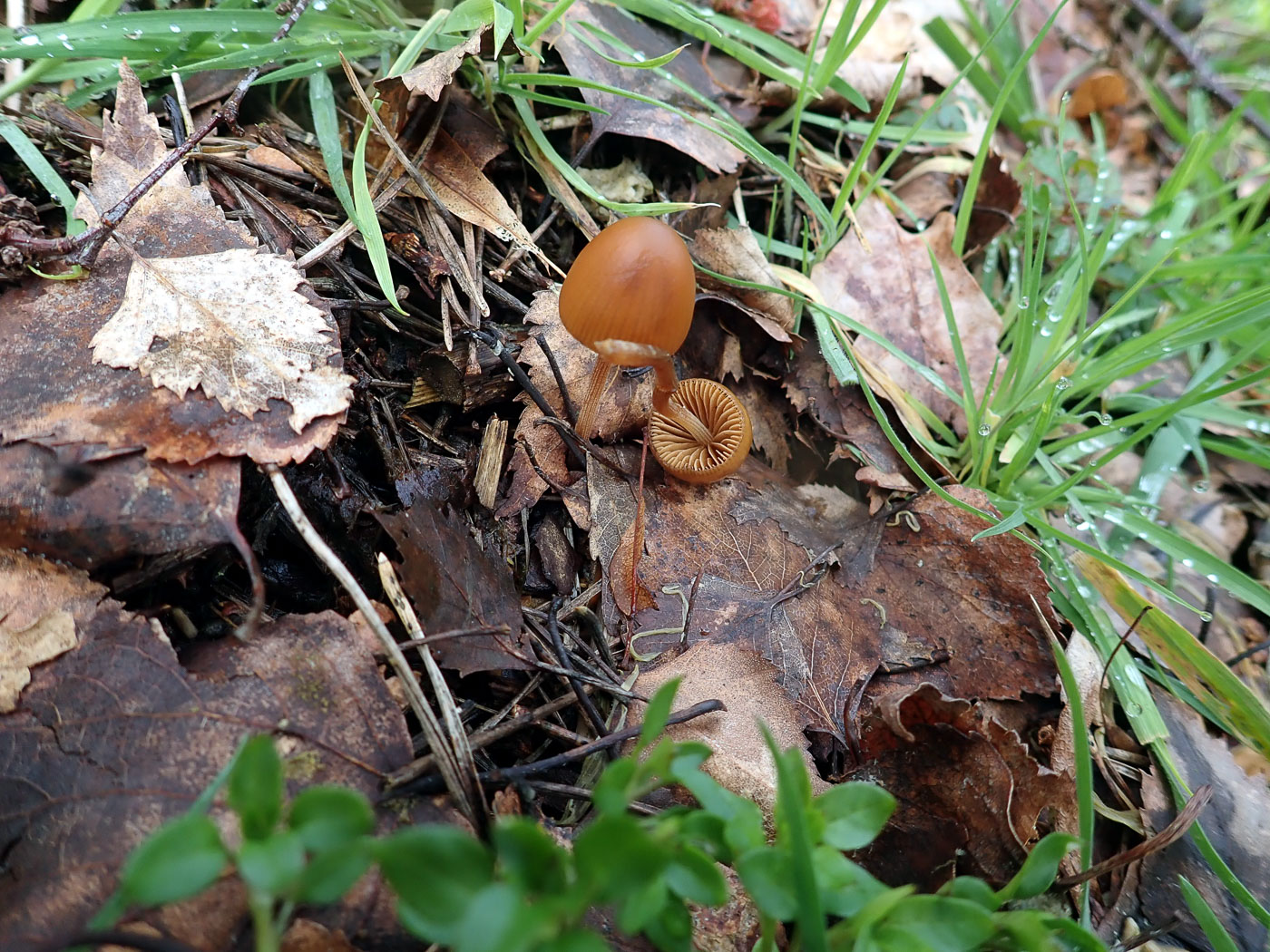 Photo by Penny Cullington Conocybe semiglobata by Penny Cullington